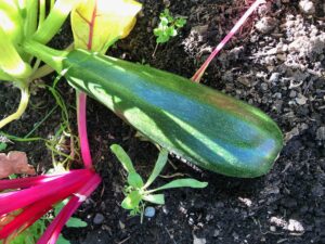 Zucchini growing